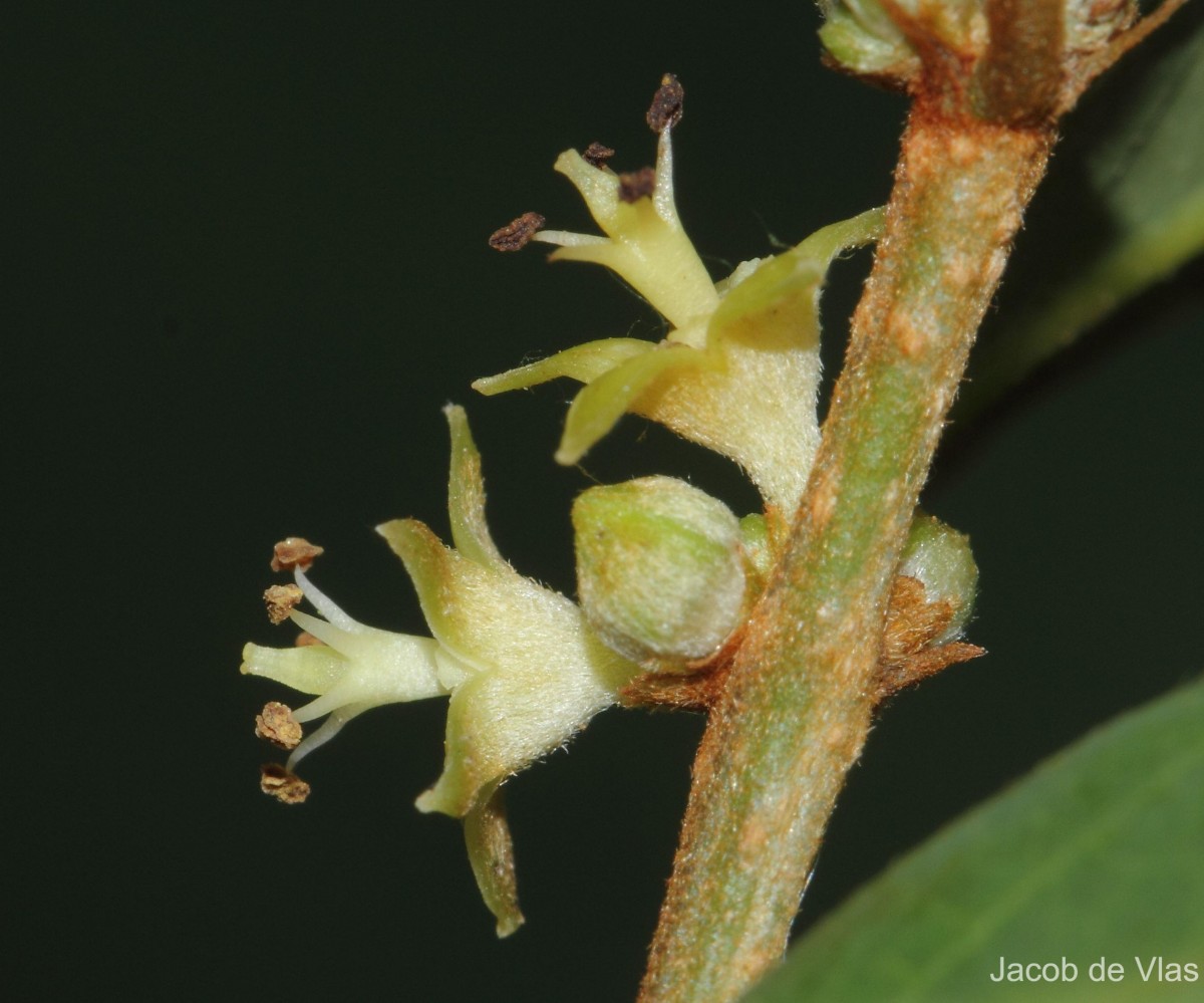 Cleistanthus pallidus (Thwaites) Müll.Arg.